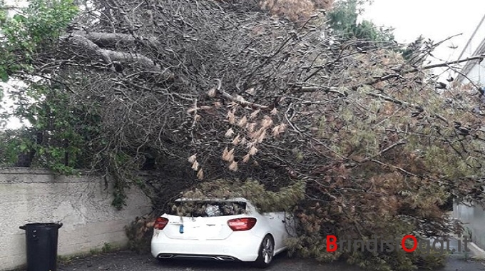 Cade Un Albero Su Di Una Vettura Una Donna Si Salva Uscendo Dal Cofano