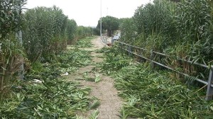 pista ciclabile pittachi brindisi