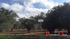 terreni cartello xylella ulivi