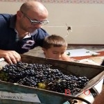 vendemmia a scuola brindisi 5