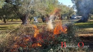 xylella ulivi trepuzzi abbattimenti