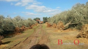 eradicazioni xylella torchiarolo 4 novembre 2