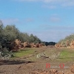 eradicazioni xylella torchiarolo 4 novembre 3