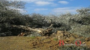 eradicazioni xylella torchiarolo 4 novembre