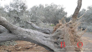 ulivi esposto procura brindisi xylella torchiarolo 3