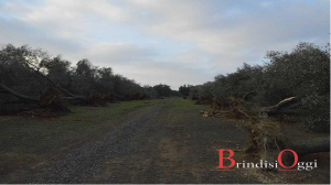 ulivi esposto procura brindisi xylella torchiarolo 4