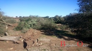 ulivi xylella oria contrada frascata 3