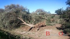 ulivi xylella oria contrada frascata 4