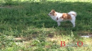 deiezioni canine brindisi