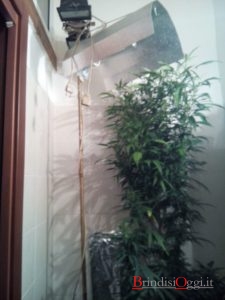 FOTO SERRA IN BAGNO (2 PIANTE MARIJUANA) (01)