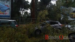 caduta-alberi-strada